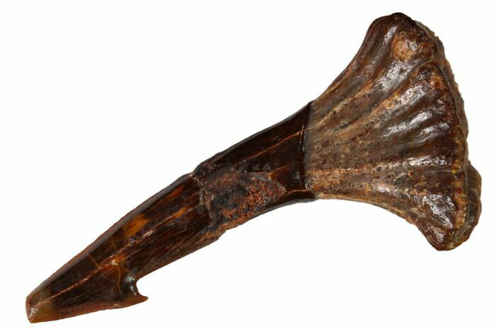 Fossil Sawfish (Onchopristis) Rostral Barb - Morocco #145678